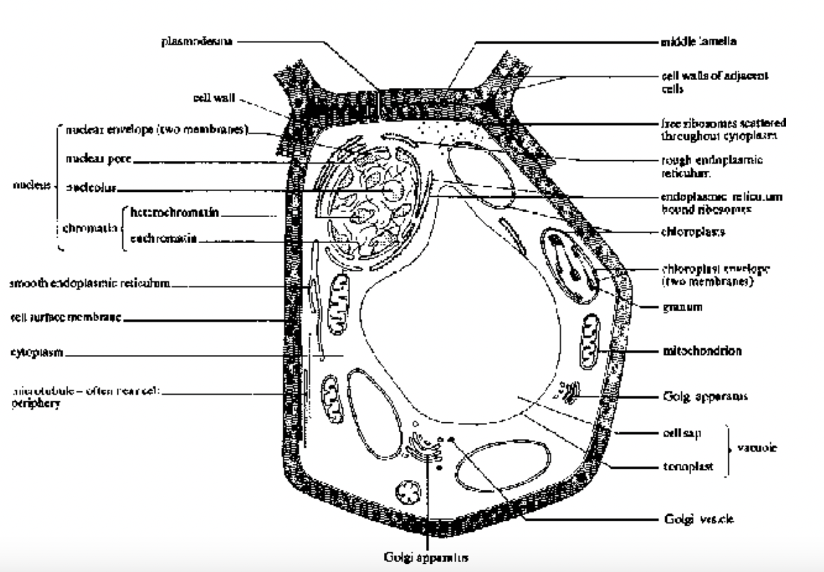 Structure of Cell